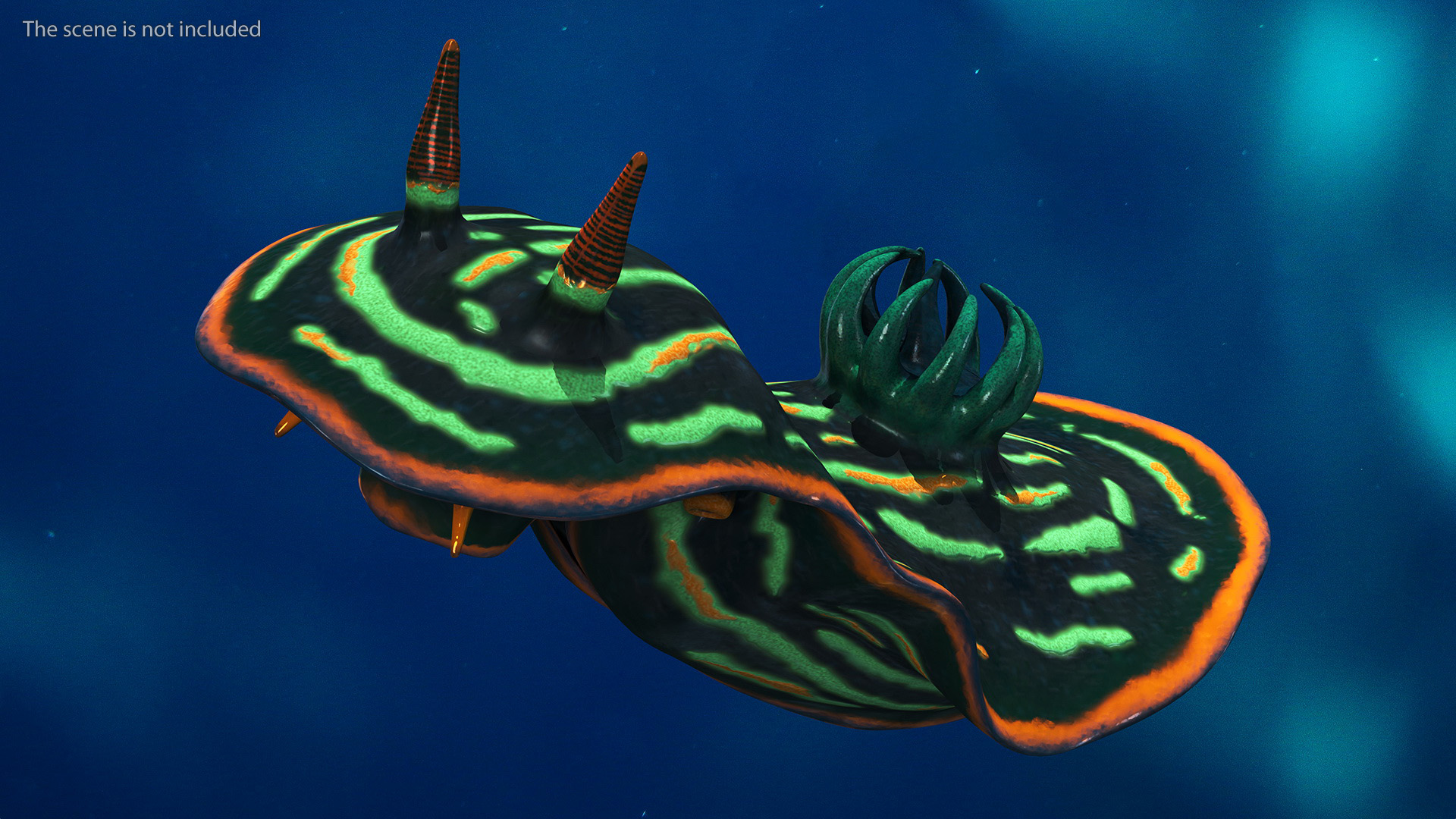 3D Dusky Nudibranch Rigged model