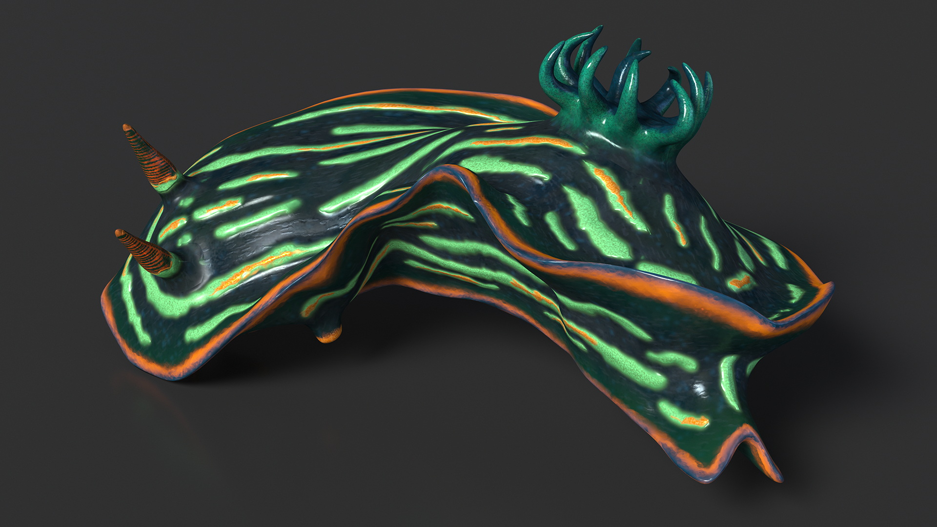 3D Dusky Nudibranch Rigged model