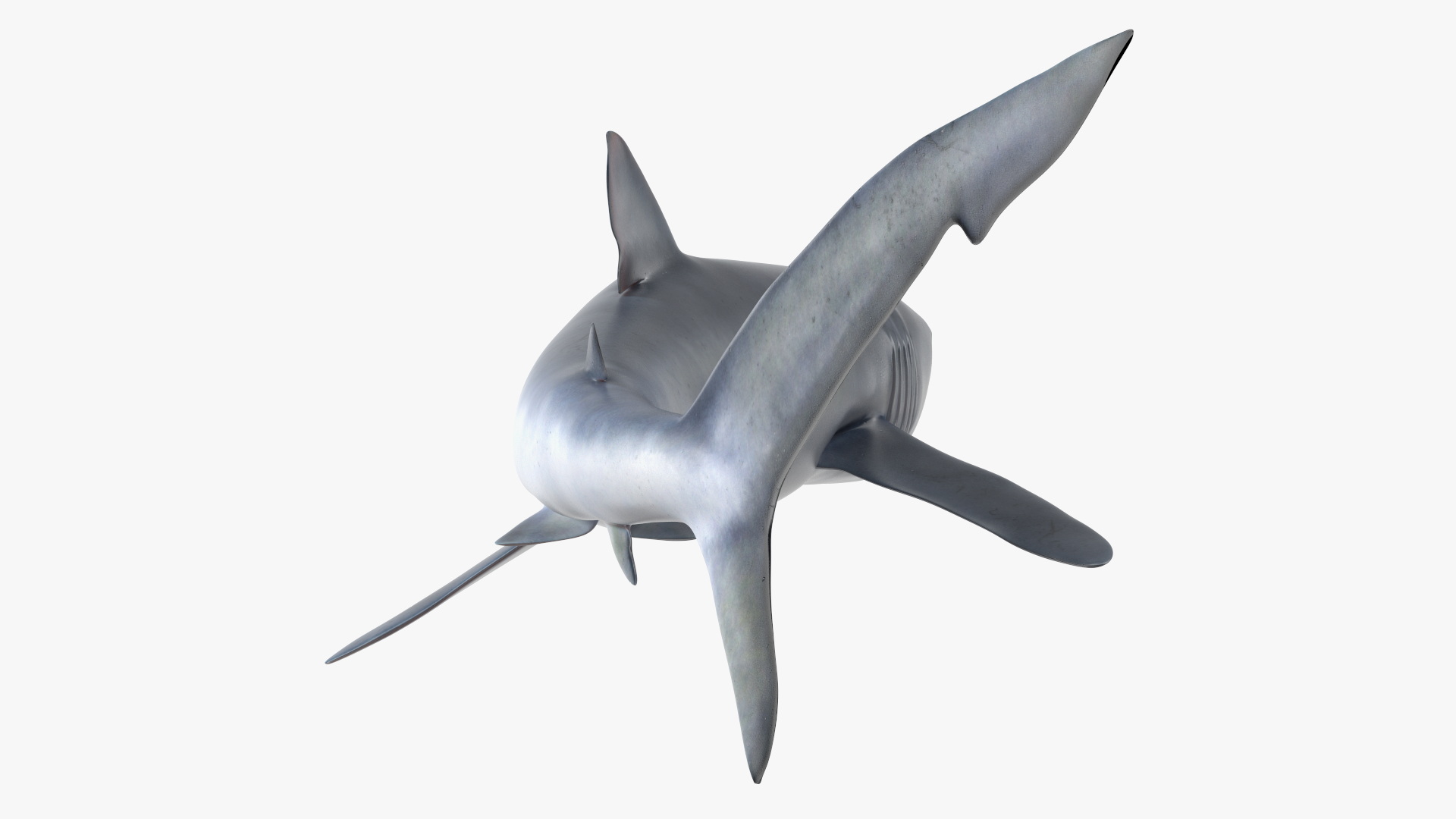 3D Great Blue Shark