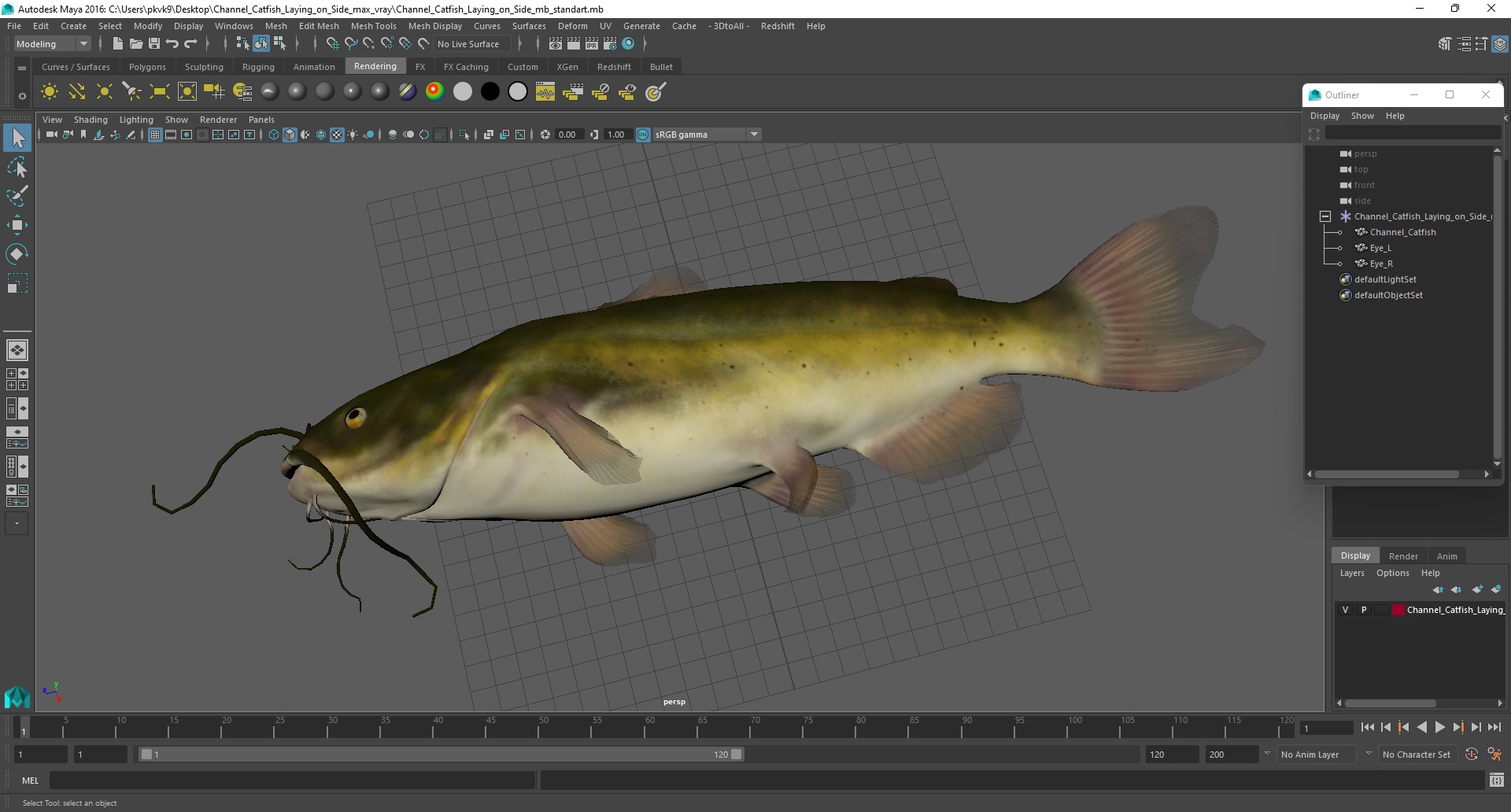 3D model Channel Catfish Laying on Side