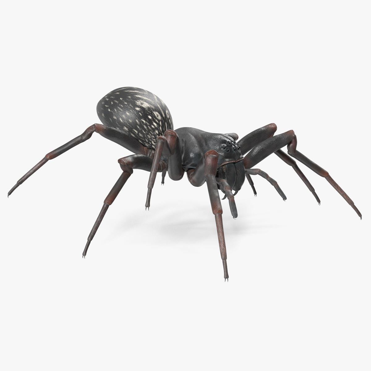 3D Black Wolf Spider Rigged for Cinema 4D model