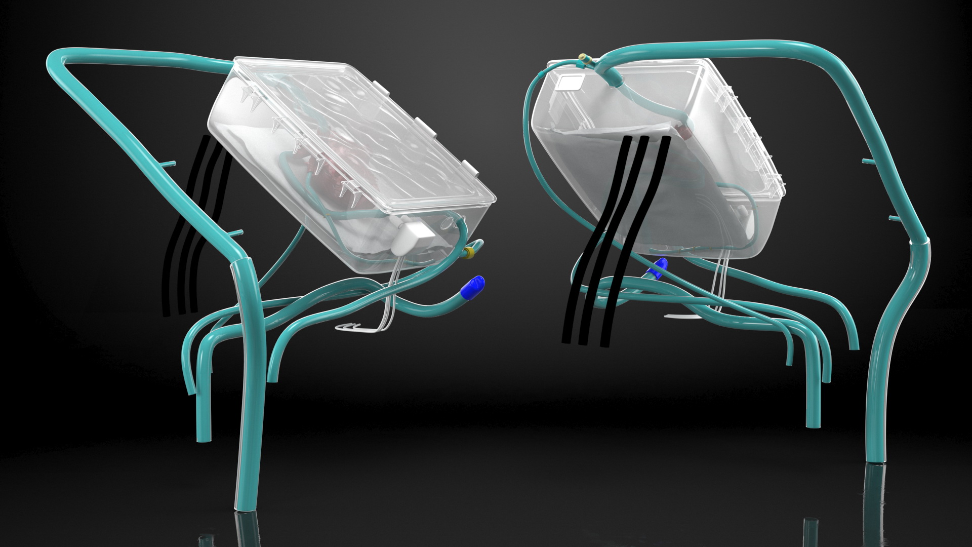 3D Heart in Organ Care Box model