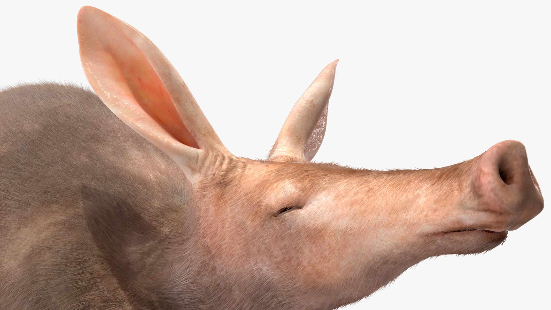 Aardvark Fur Rigged 3D model