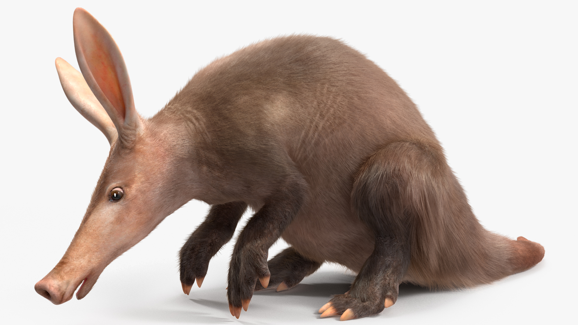 Aardvark Fur Rigged 3D model