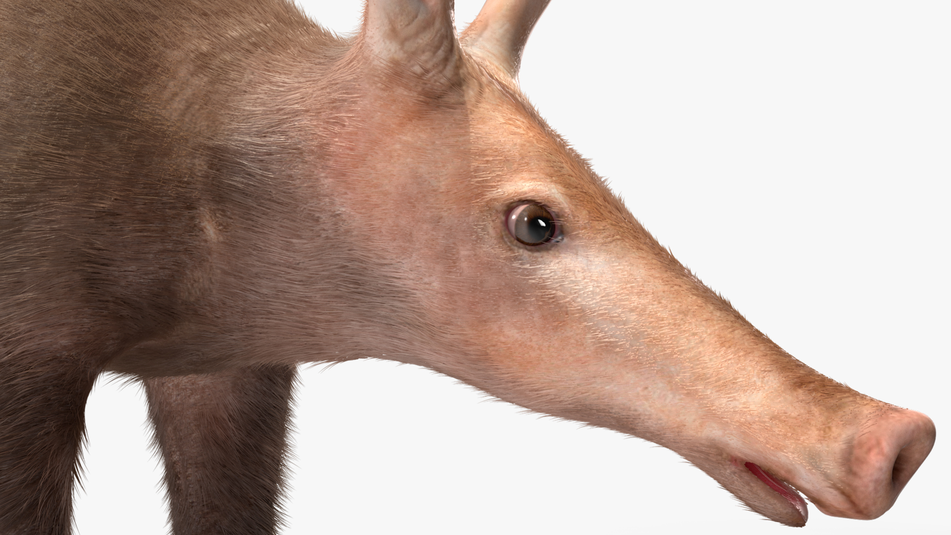 Aardvark Fur Rigged 3D model