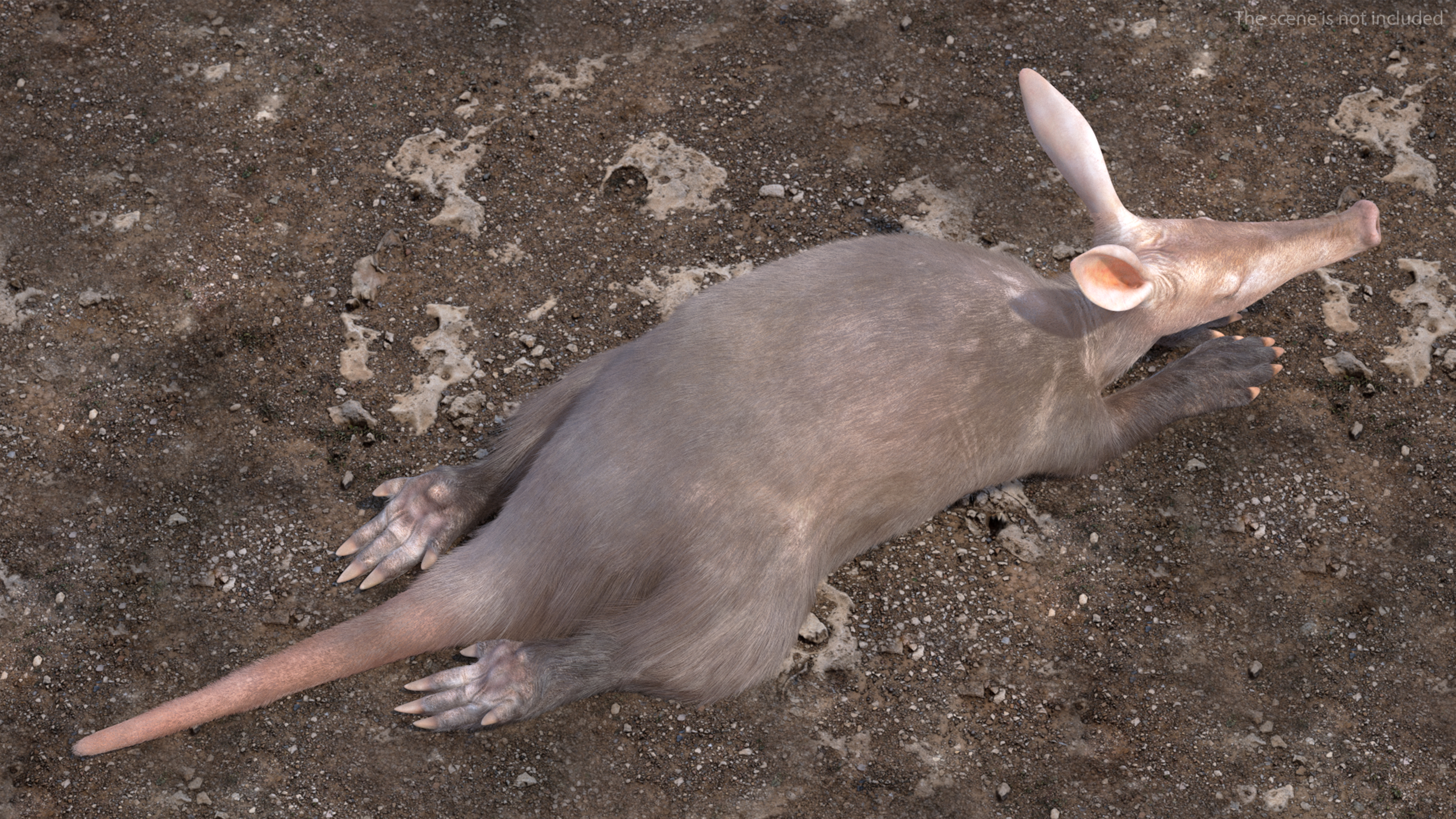 Aardvark Fur Rigged 3D model