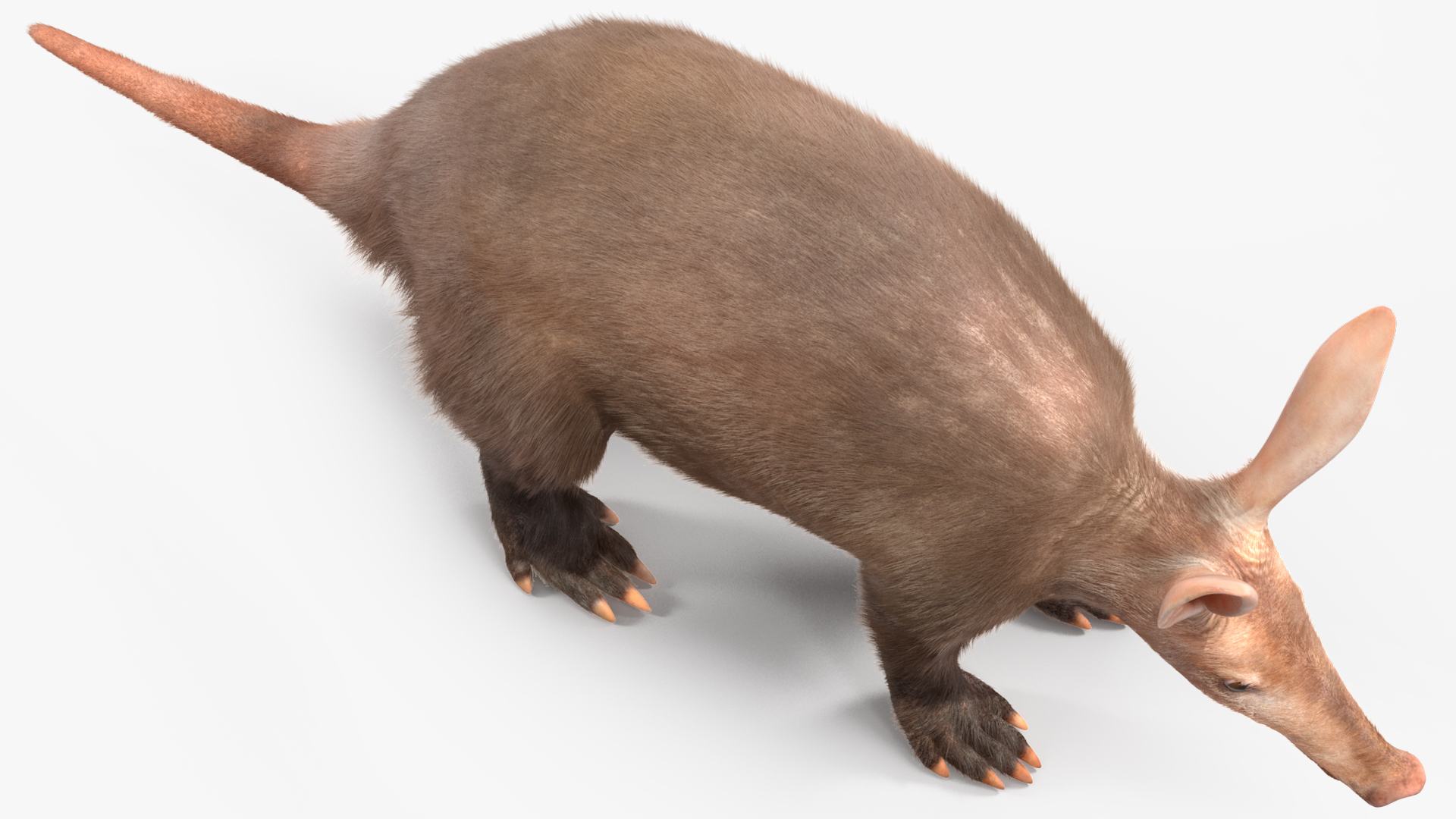 Aardvark Fur Rigged 3D model