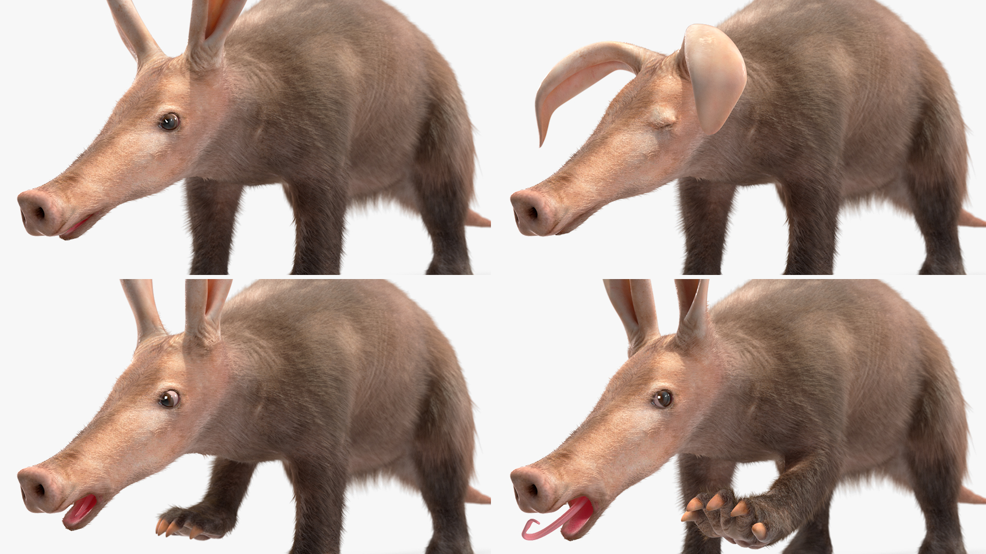 Aardvark Fur Rigged 3D model