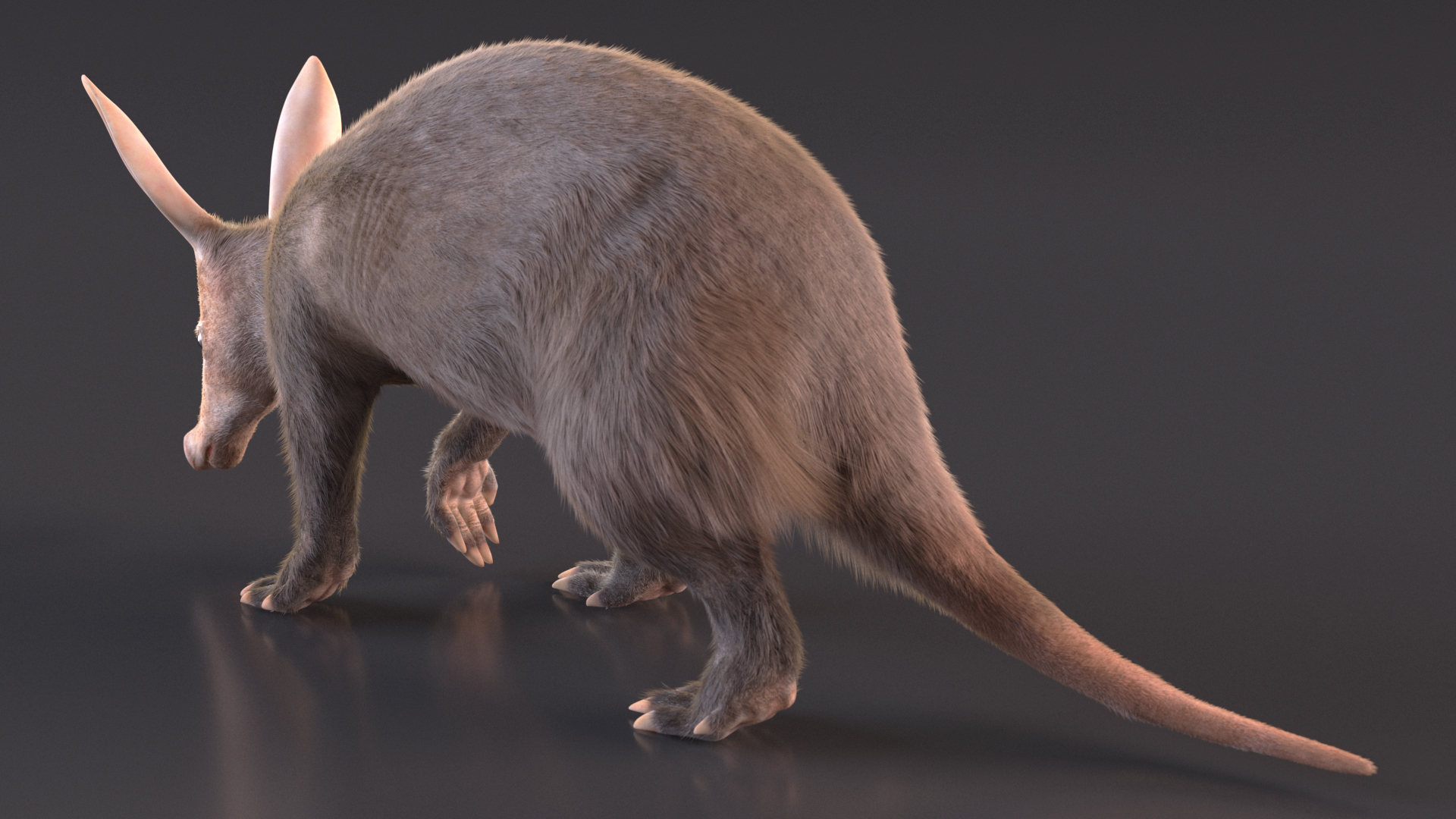 Aardvark Fur Rigged 3D model