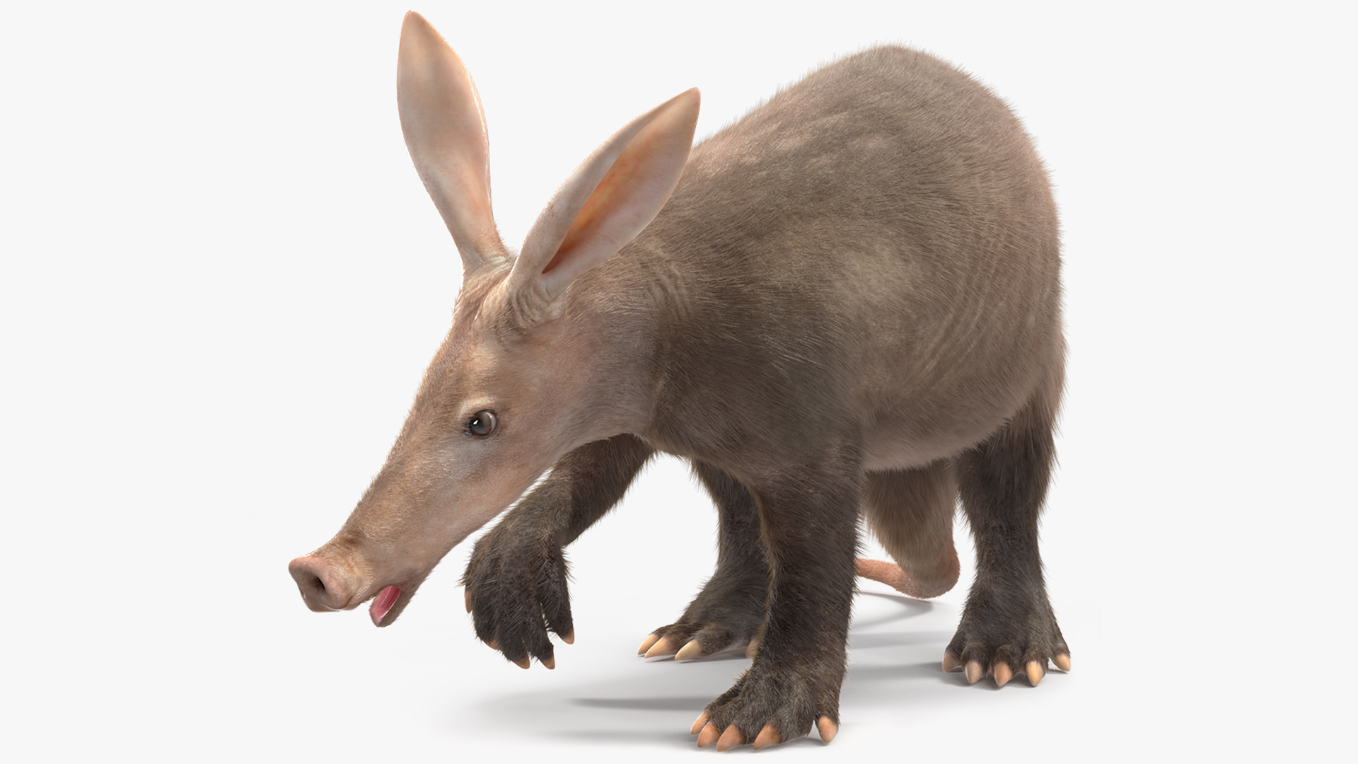 Aardvark Fur Rigged 3D model