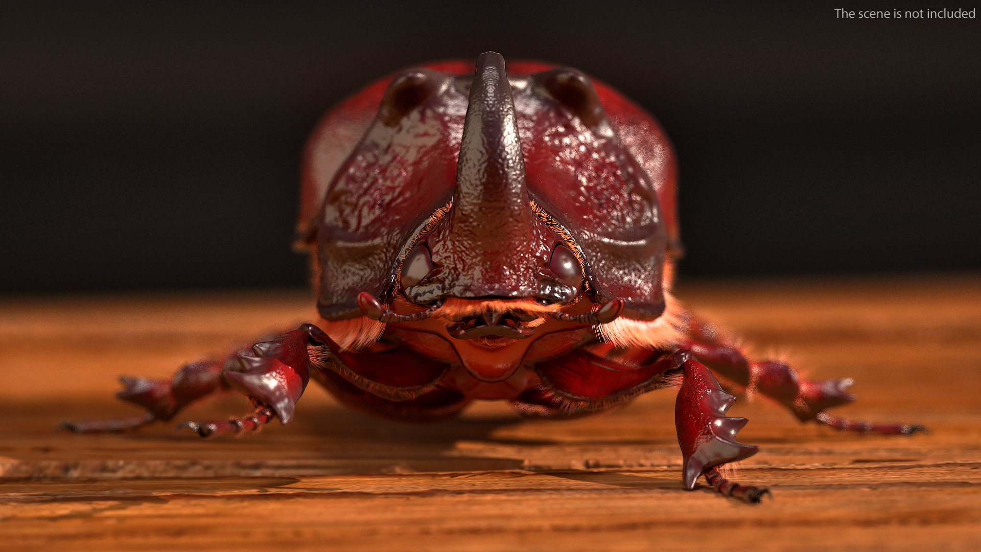 Rhinoceros Beetle Oryctes Nasicornis Standing with Fur 3D model