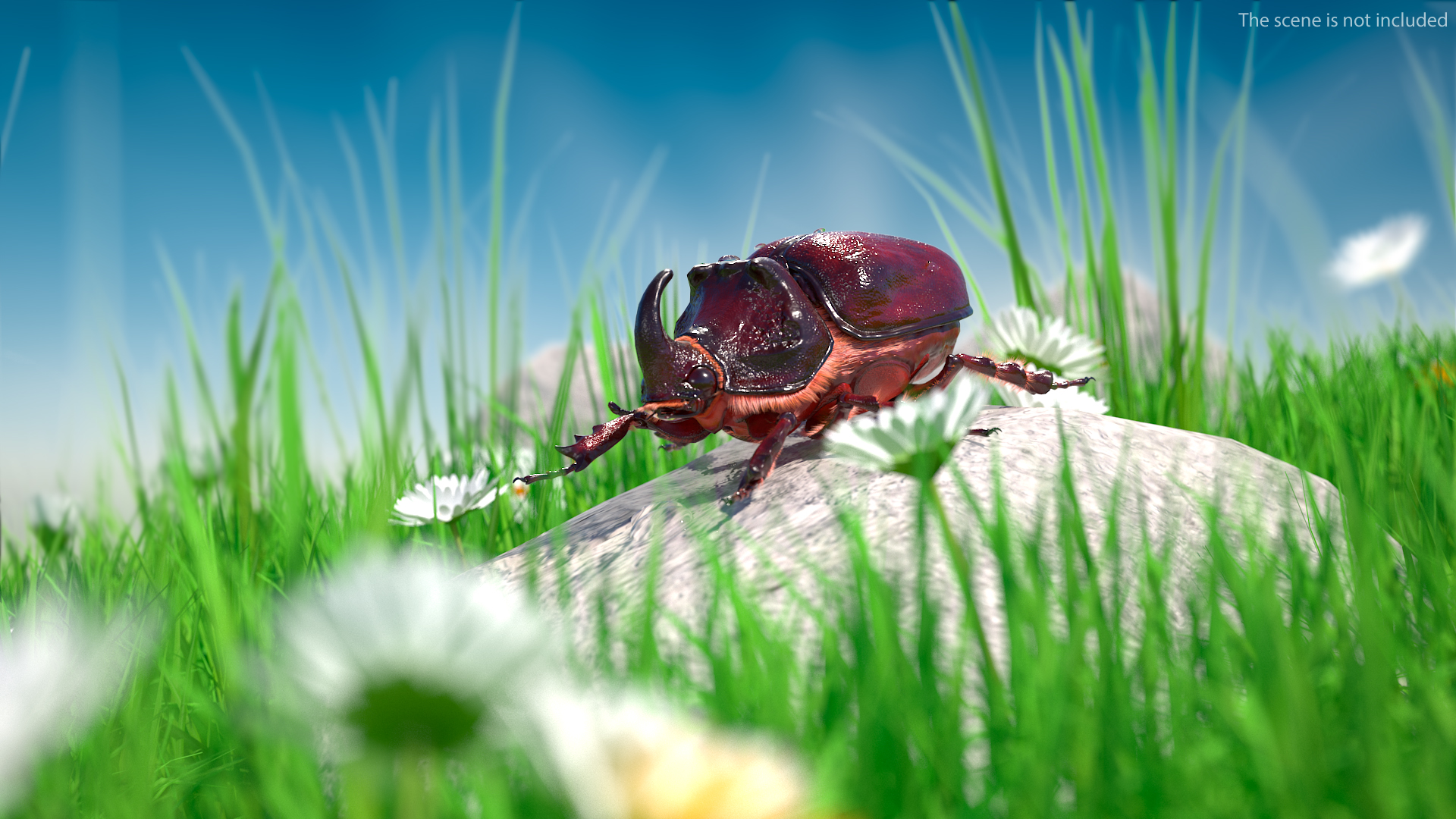 Rhinoceros Beetle Oryctes Nasicornis Standing with Fur 3D model