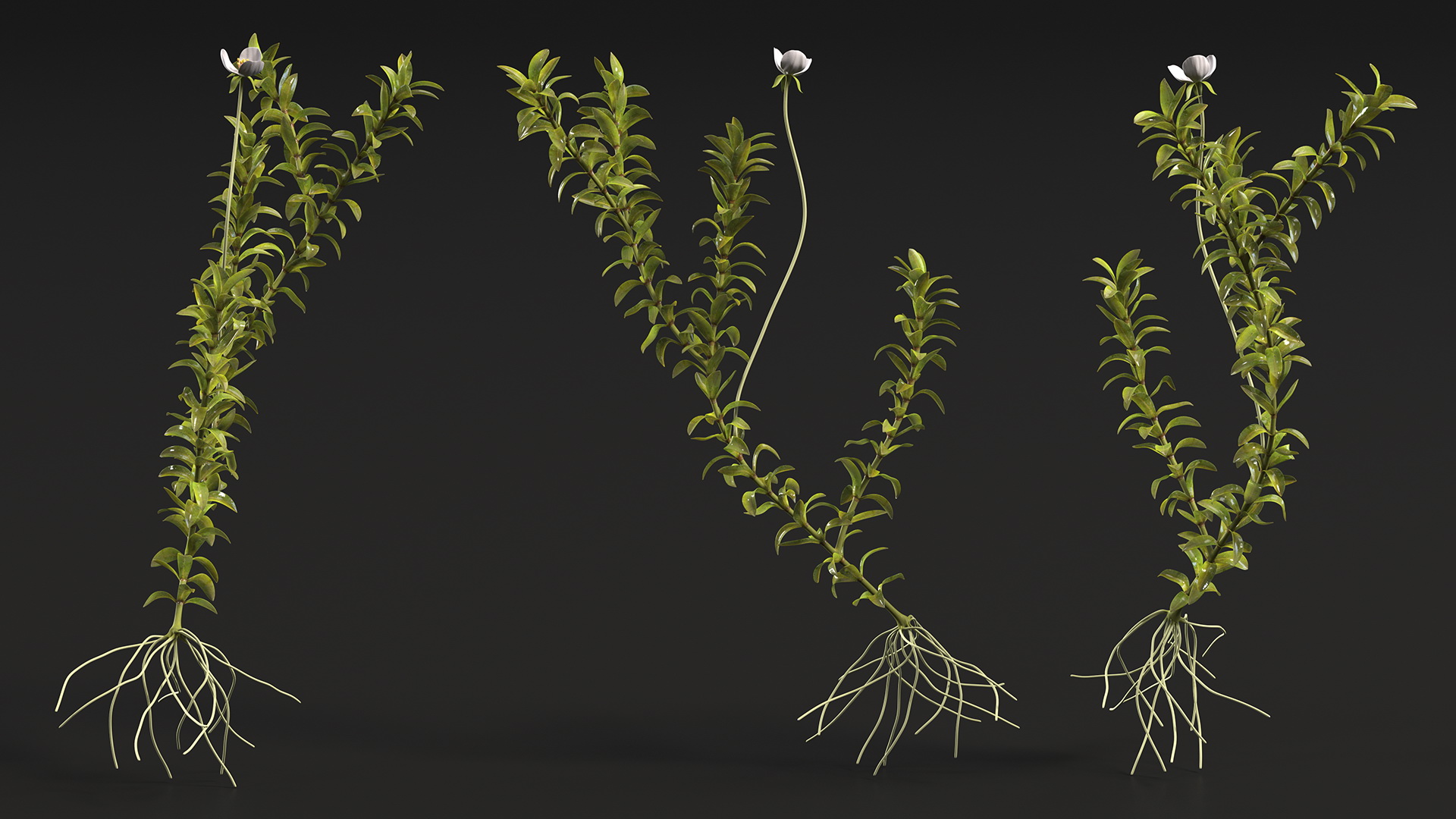 3D Aquatic Plant Elodea Adult