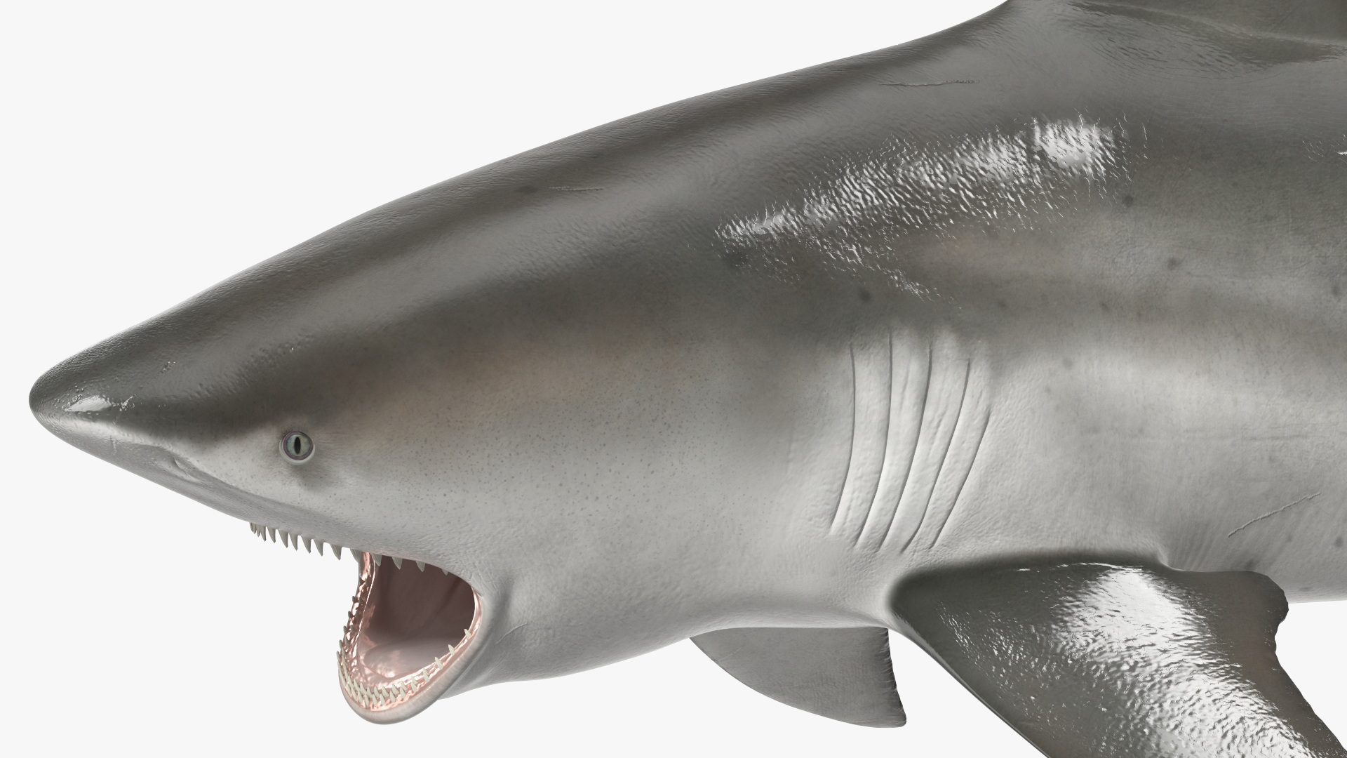 3D model Carcharhinus Leucas Shark