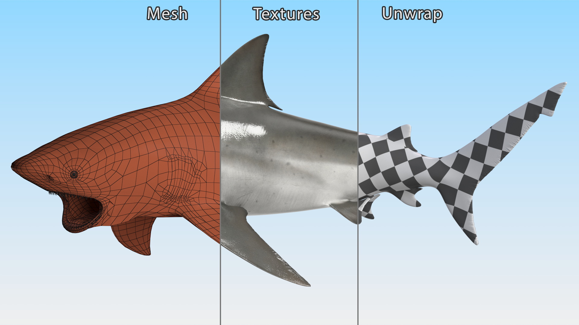 3D model Carcharhinus Leucas Shark