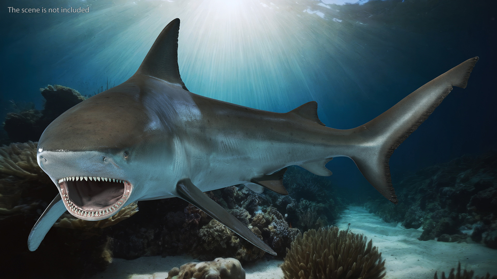 3D model Carcharhinus Leucas Shark