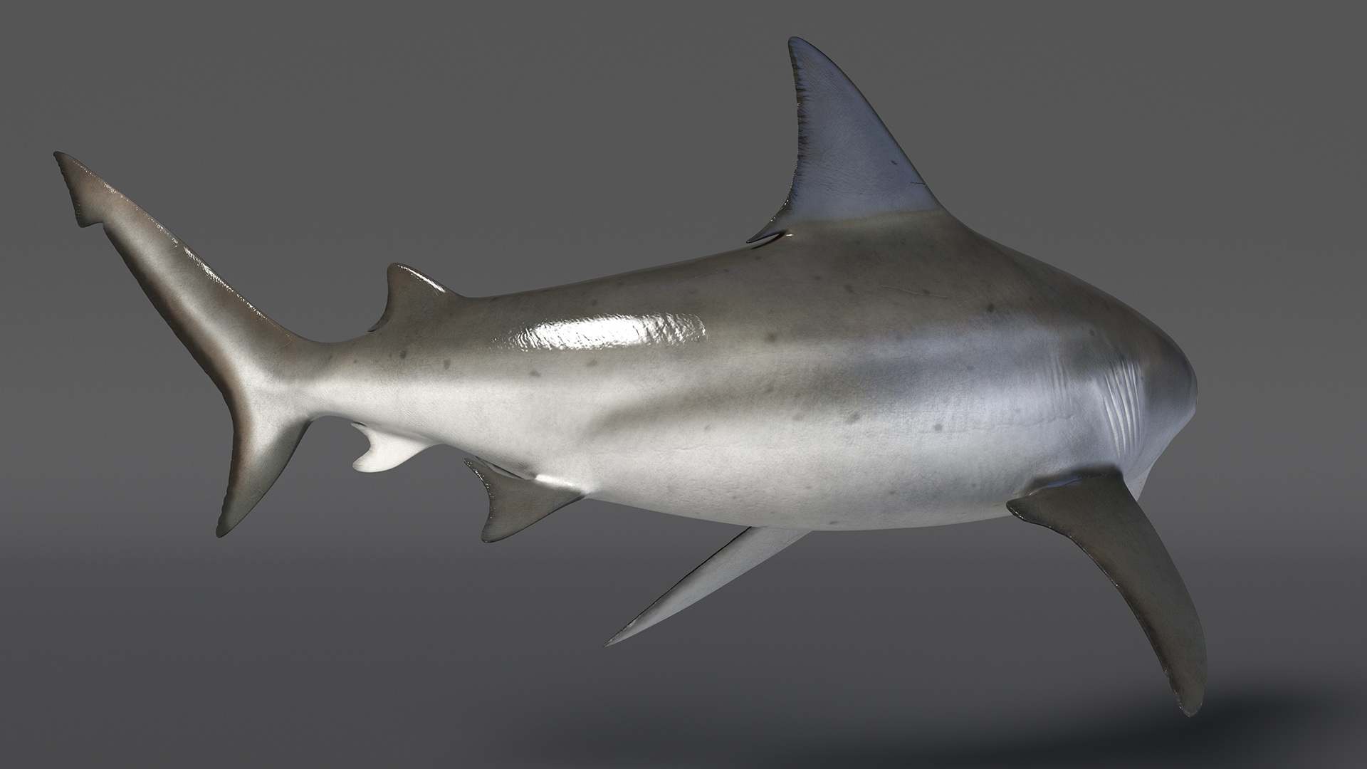 3D model Carcharhinus Leucas Shark