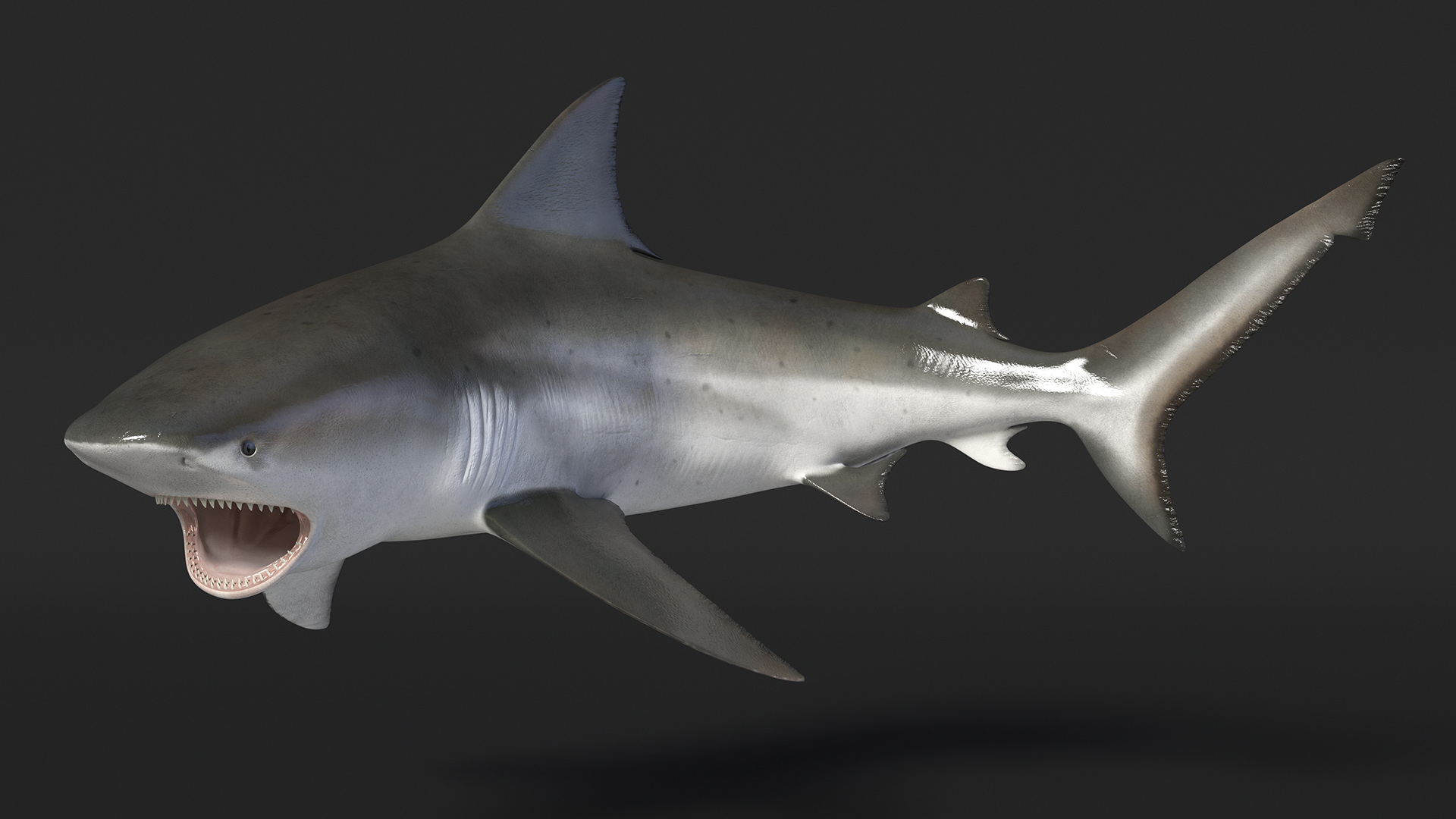 3D model Carcharhinus Leucas Shark