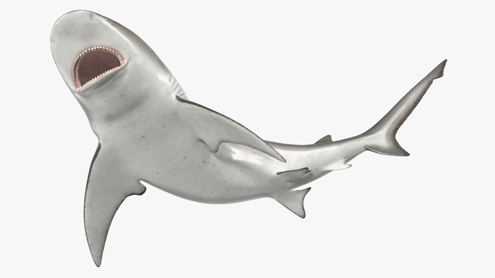 3D model Carcharhinus Leucas Shark