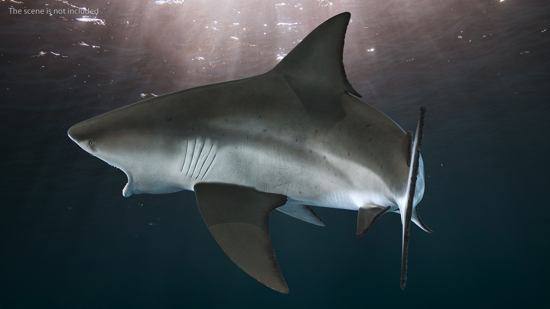 3D model Carcharhinus Leucas Shark