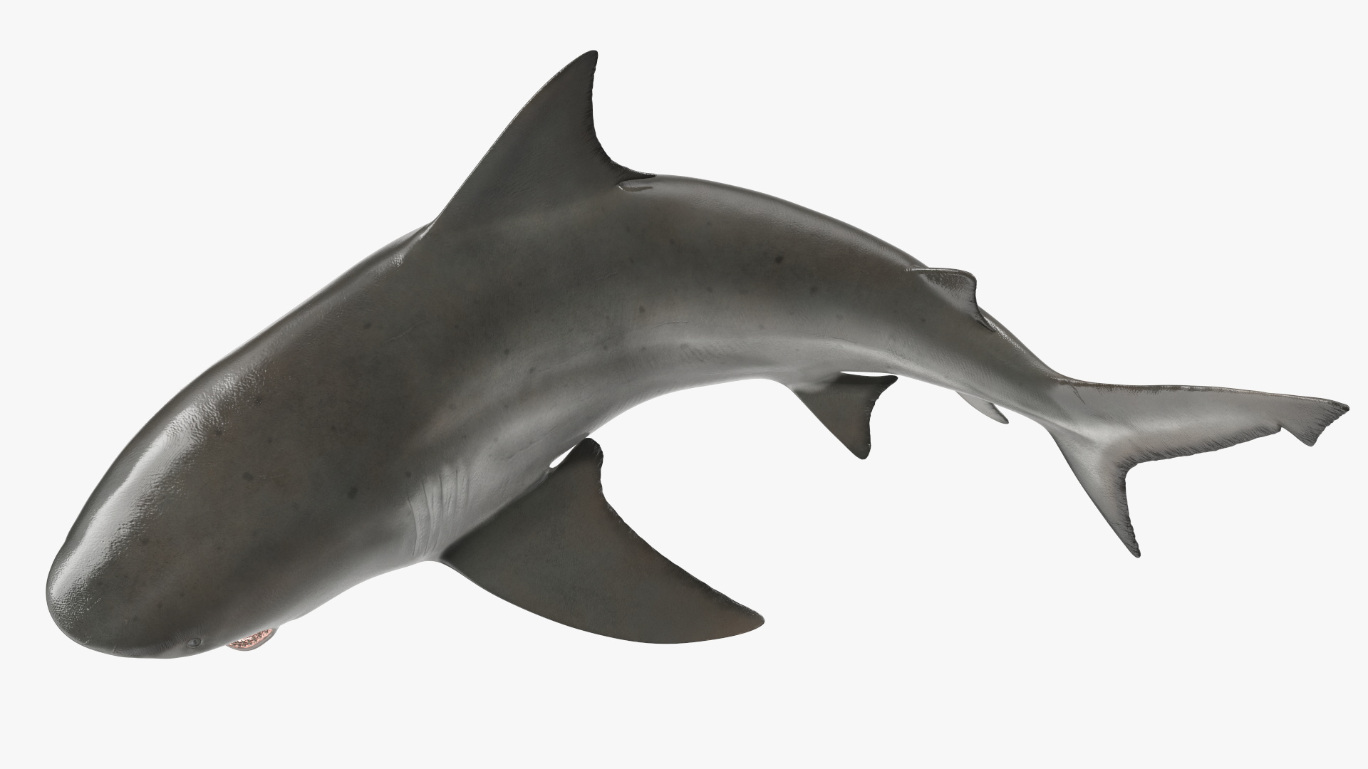 3D model Carcharhinus Leucas Shark