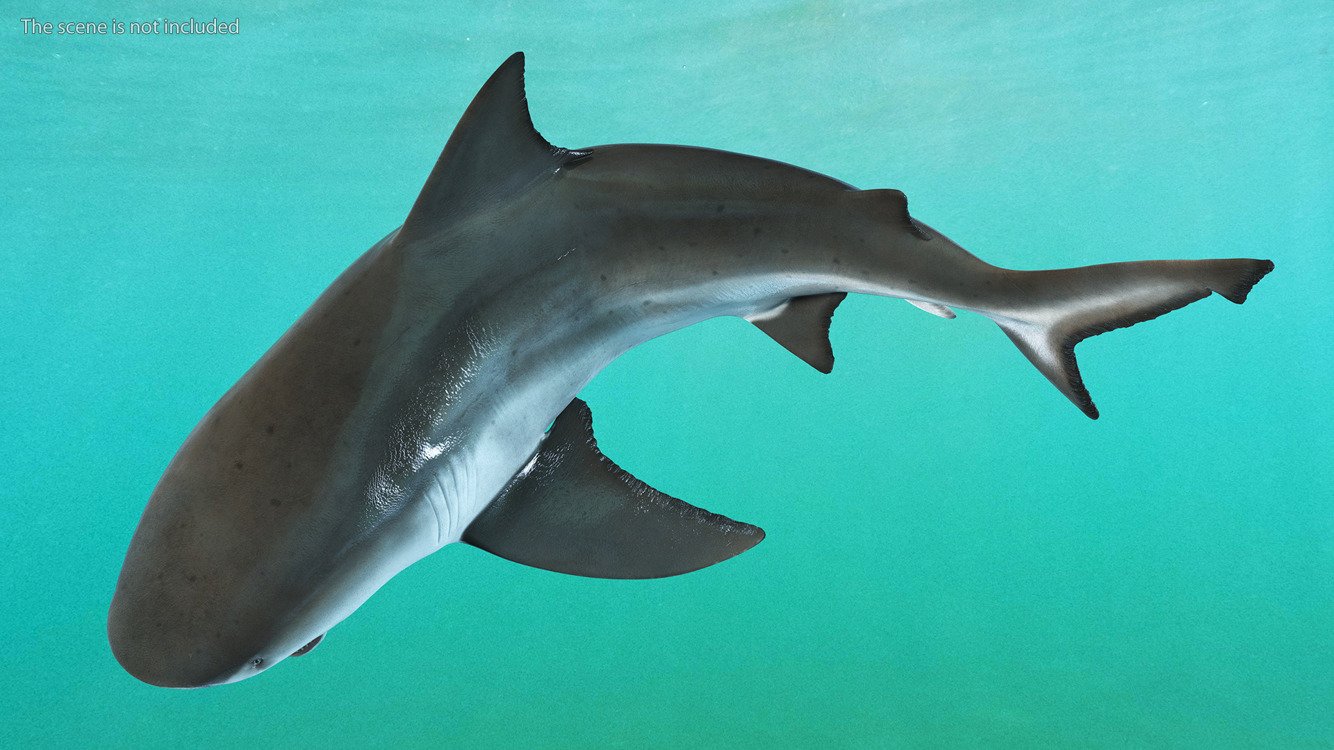 3D model Carcharhinus Leucas Shark