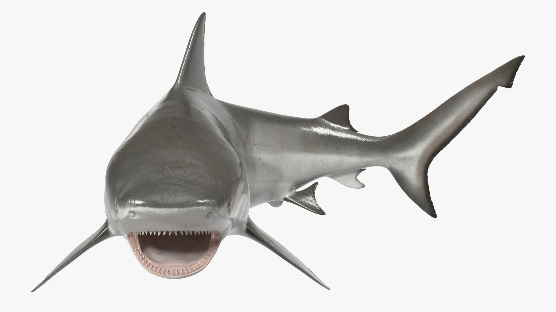 3D model Carcharhinus Leucas Shark