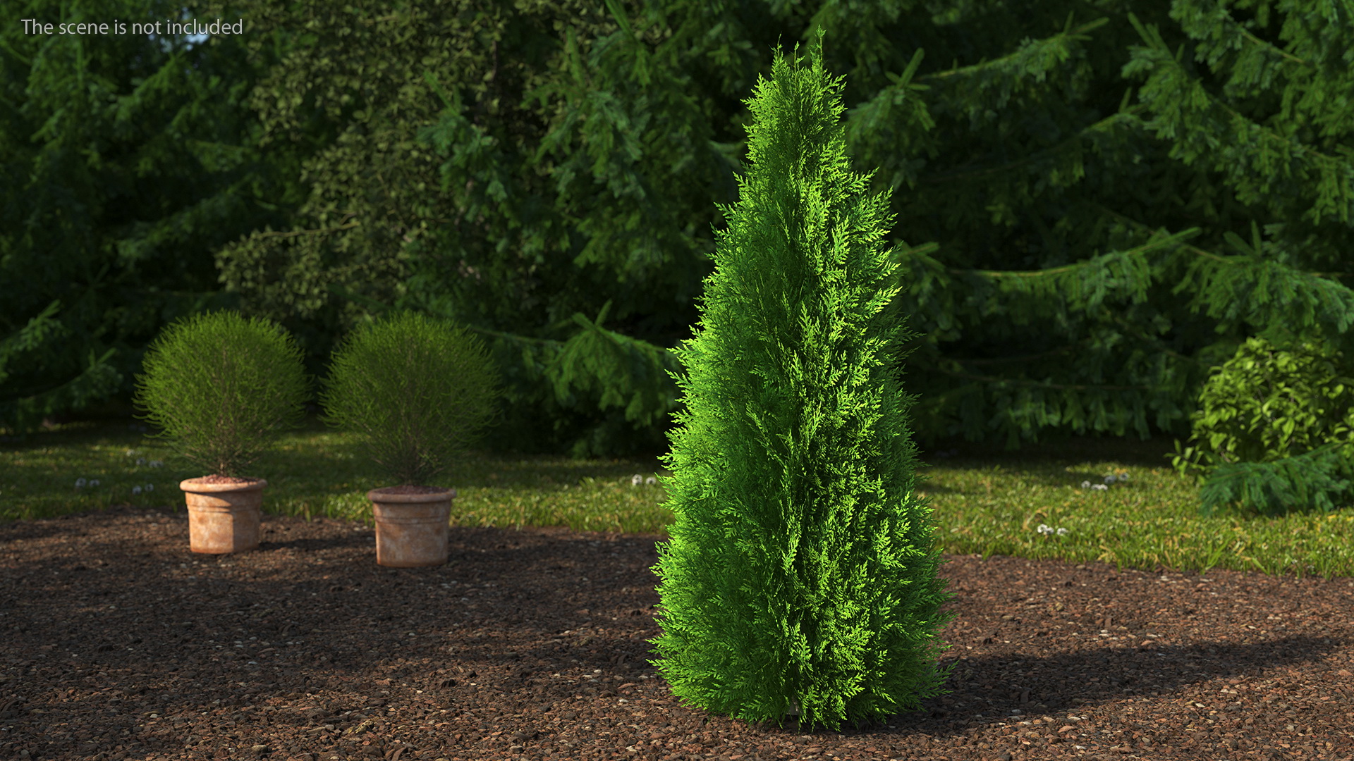 3D Chinese Arborvitae model