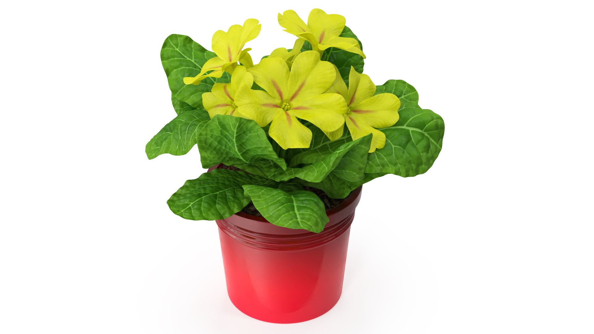 Potted Primrose Common Yellow 3D model