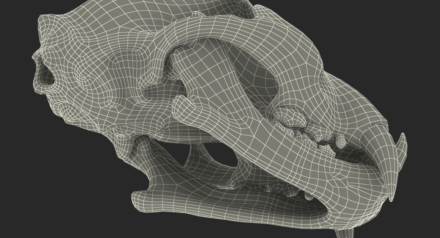 3D Tiger Skull