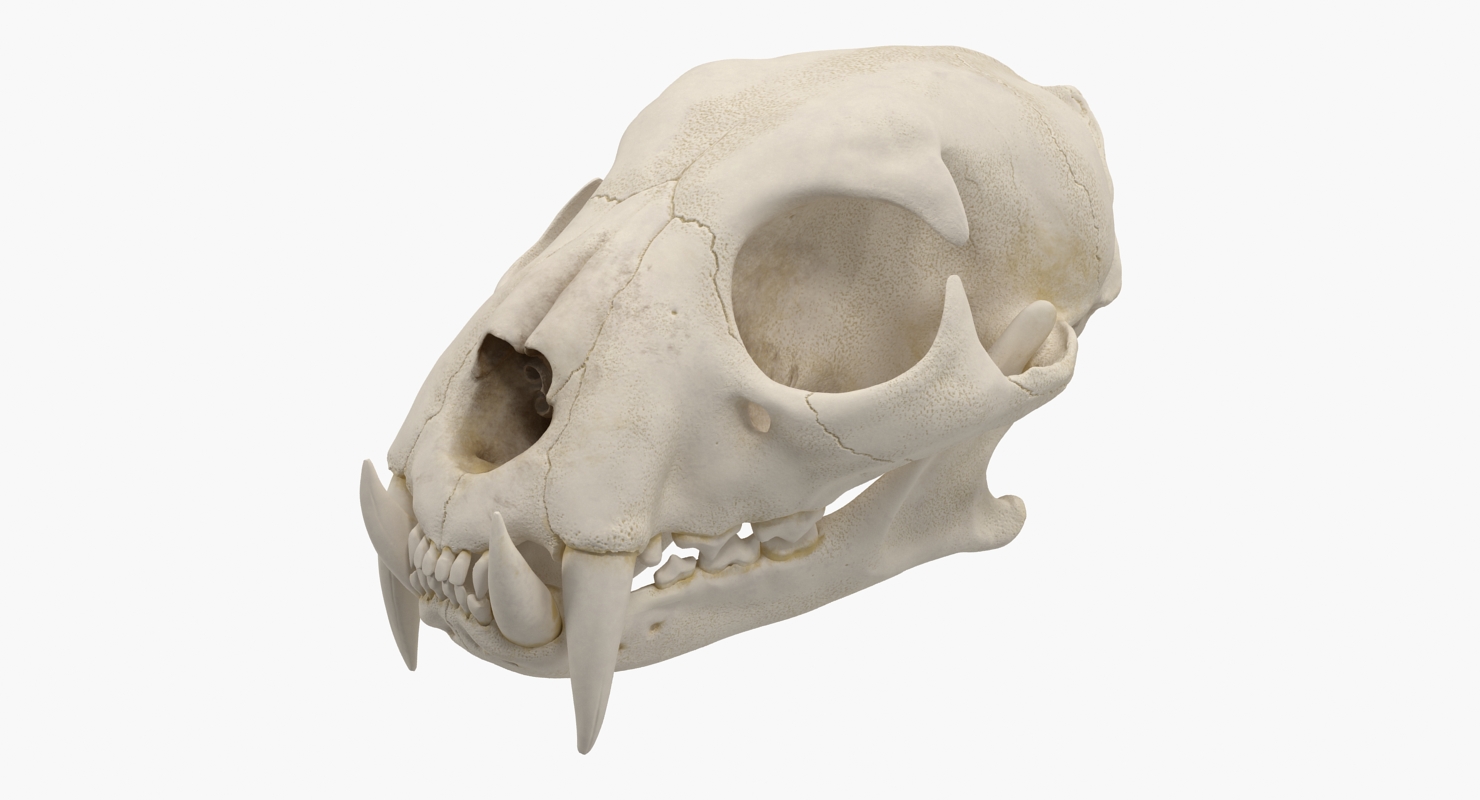 3D Tiger Skull