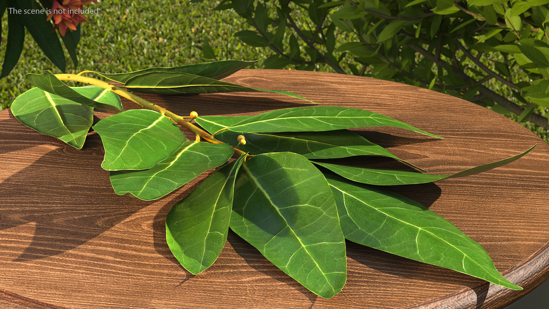 Laurus Nobilis Stem 3D model