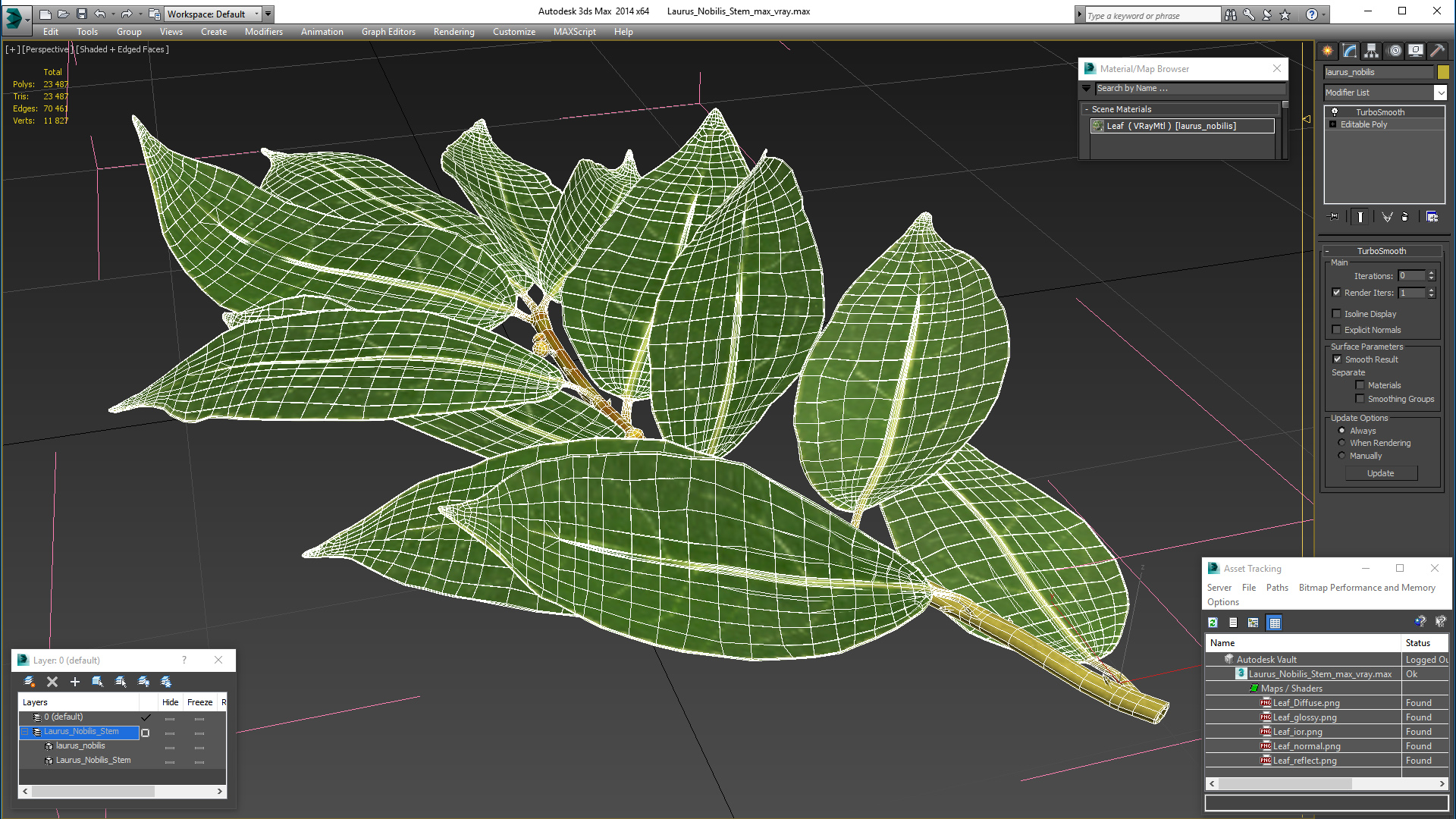 Laurus Nobilis Stem 3D model