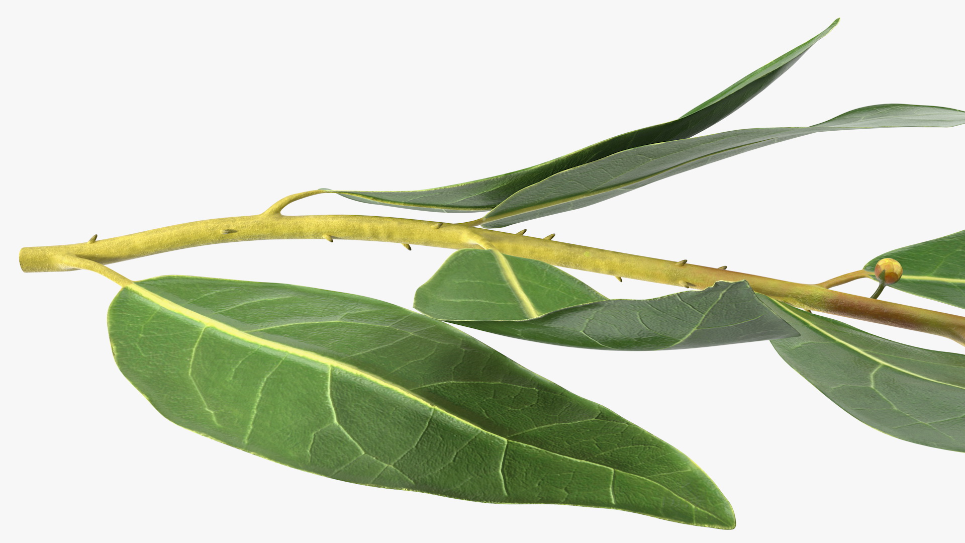 Laurus Nobilis Stem 3D model