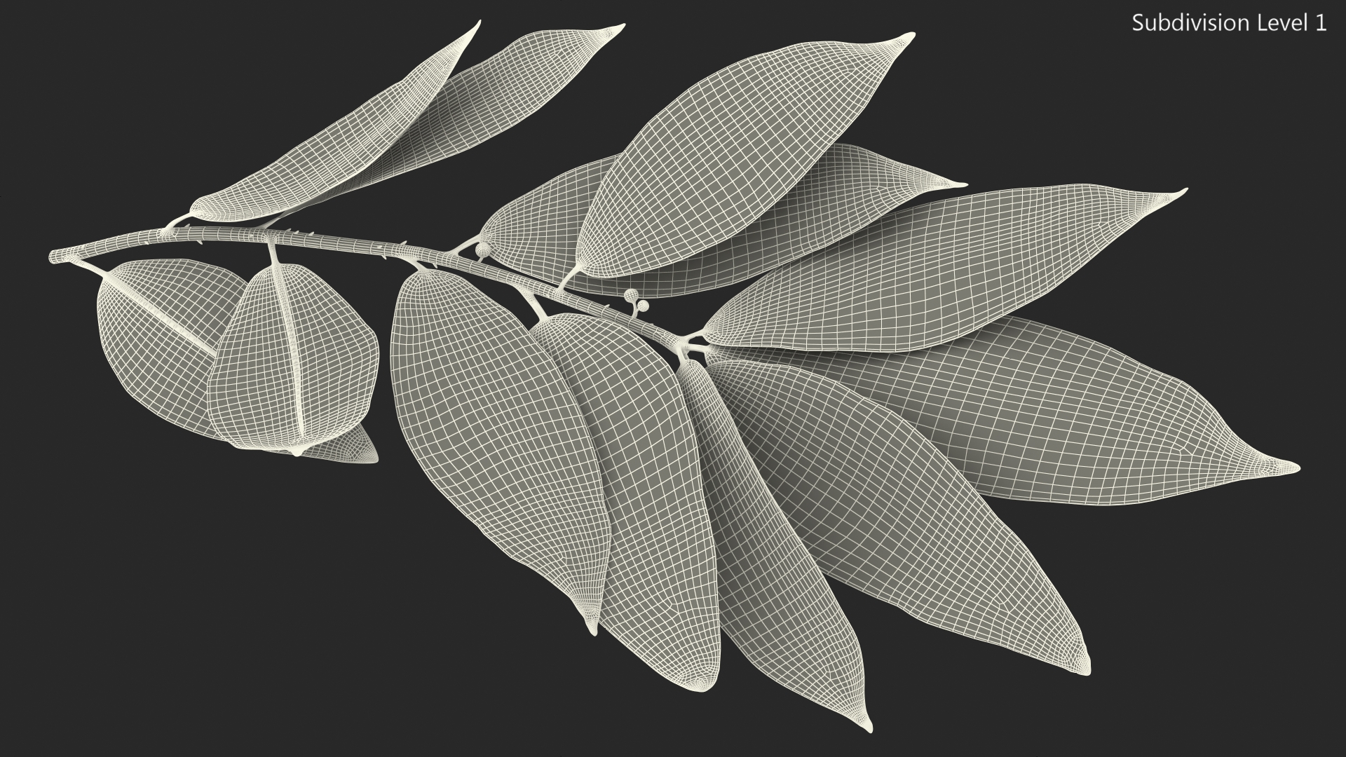 Laurus Nobilis Stem 3D model