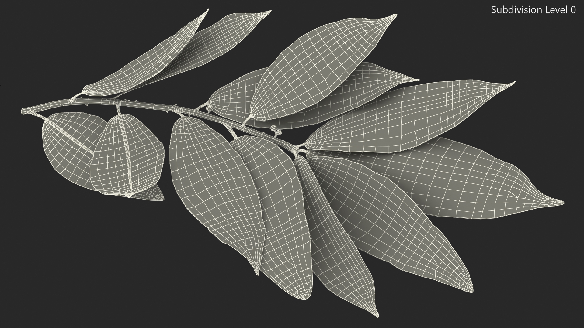 Laurus Nobilis Stem 3D model