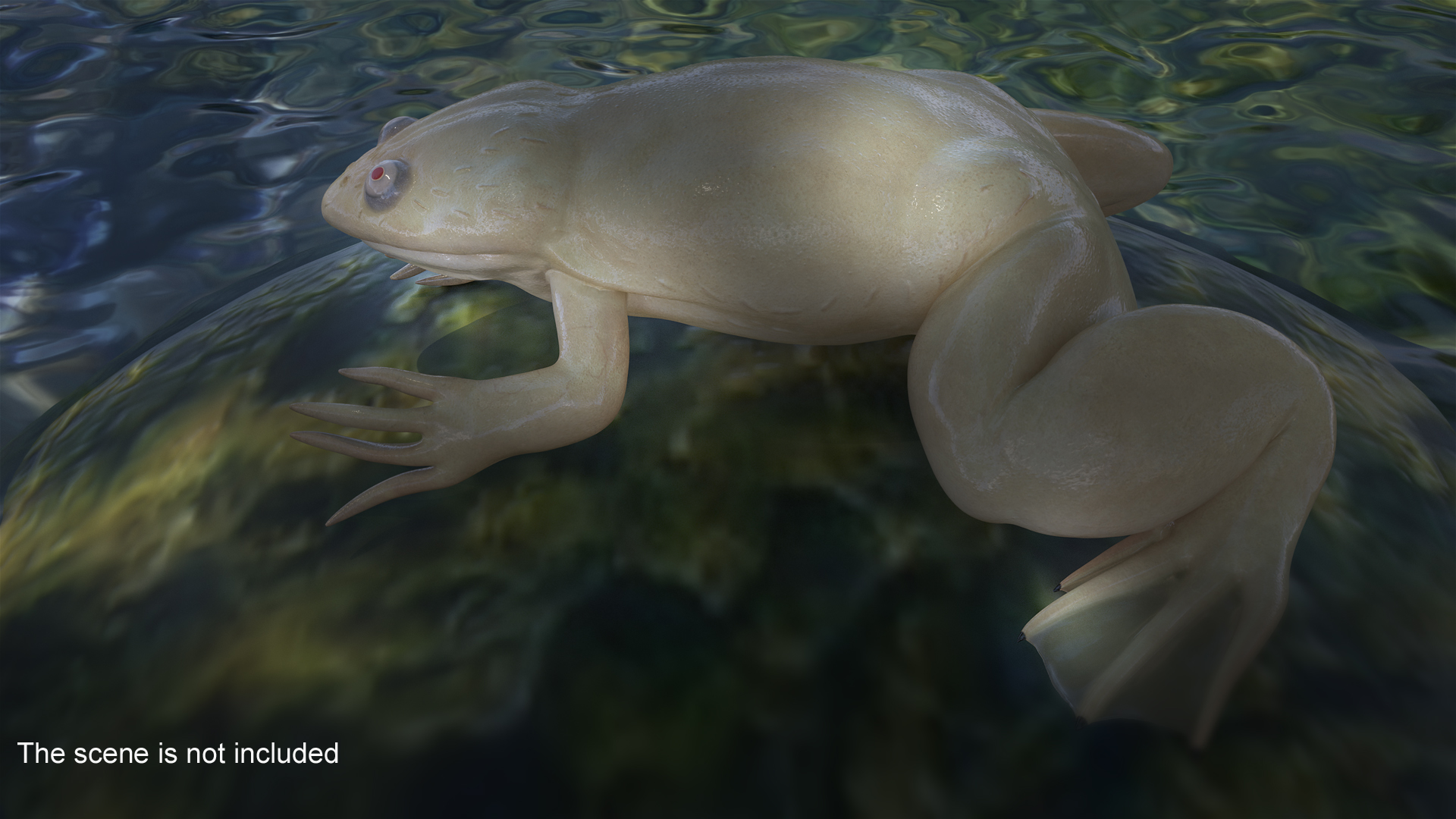 Xenopus African Clawed Toad Sits Pose 3D