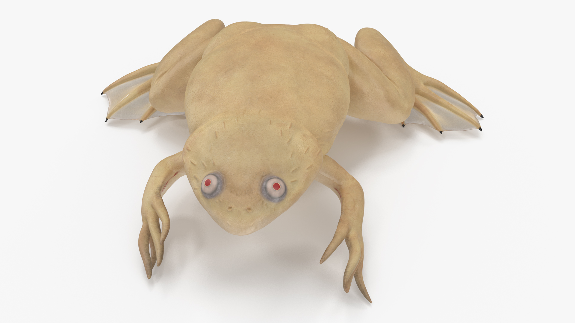 Xenopus African Clawed Toad Sits Pose 3D