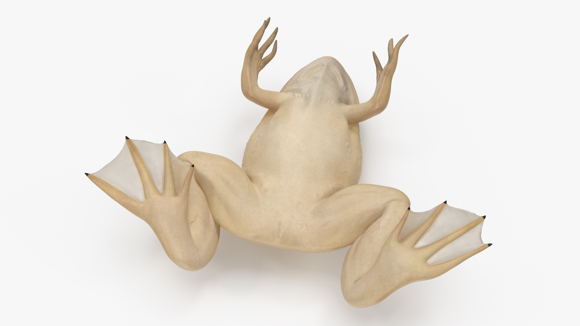 Xenopus African Clawed Toad Sits Pose 3D