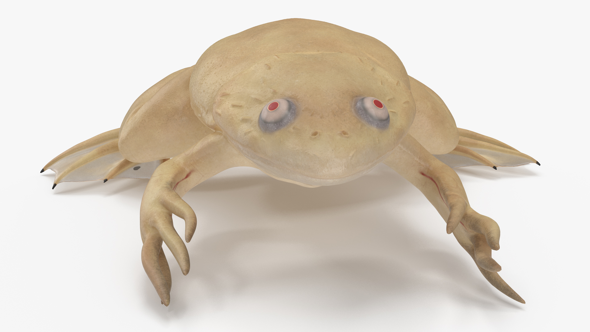 Xenopus African Clawed Toad Sits Pose 3D