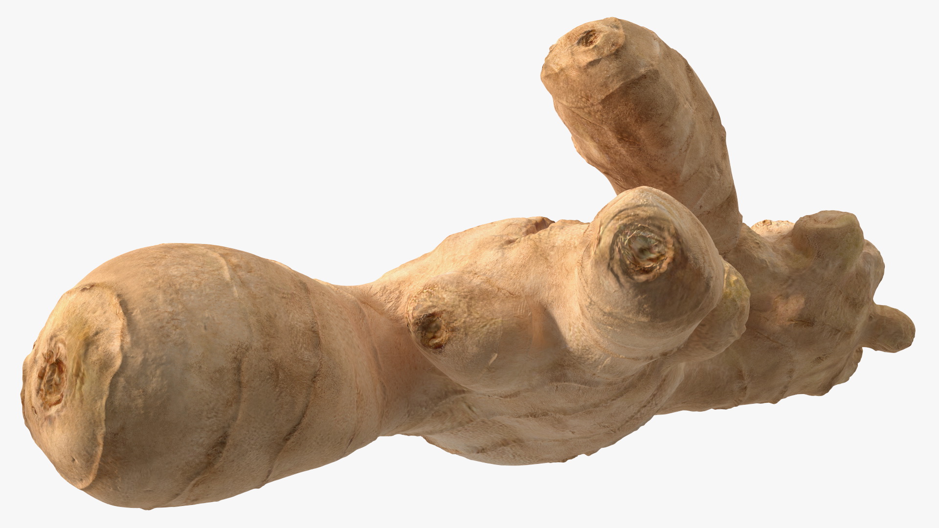 3D model Raw Ginger Root