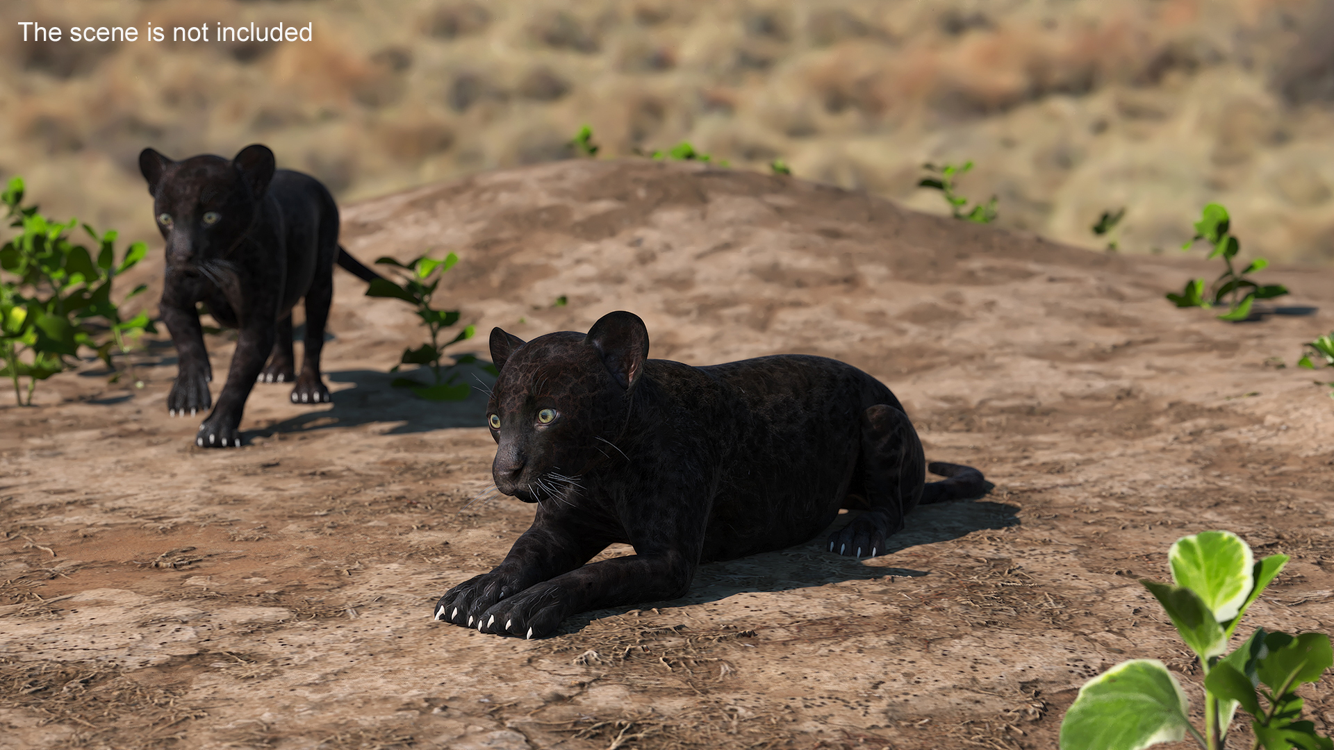 3D model Panther Cub Lying Down for 3D Print