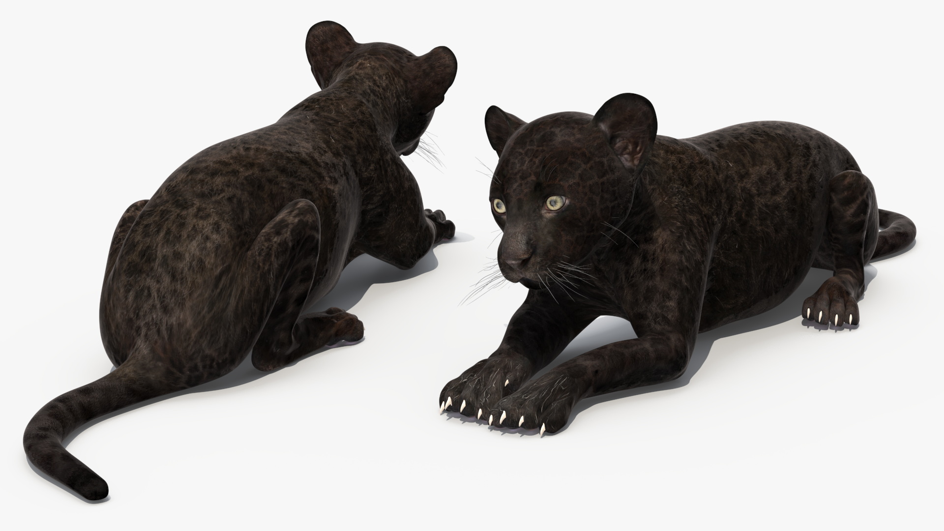 3D model Panther Cub Lying Down for 3D Print