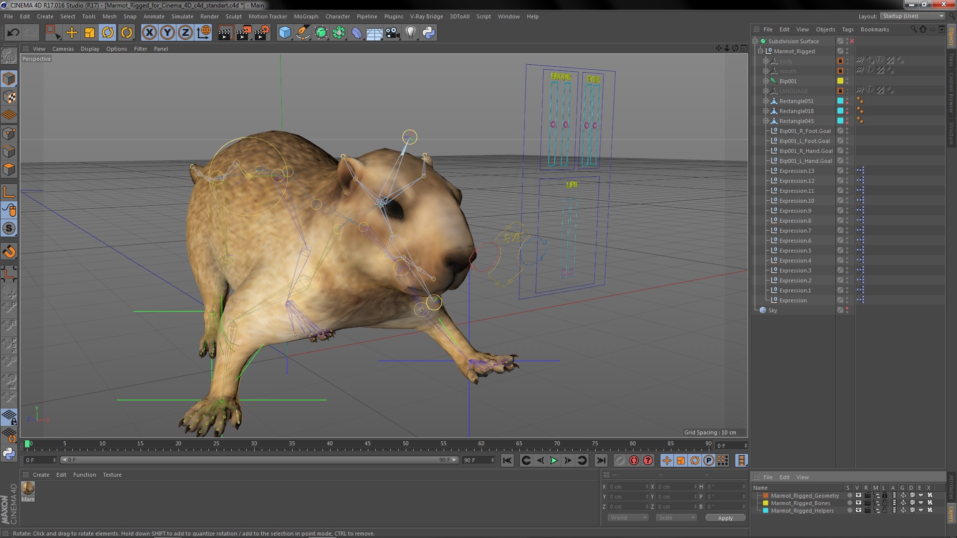 Marmot Rigged for Cinema 4D 3D