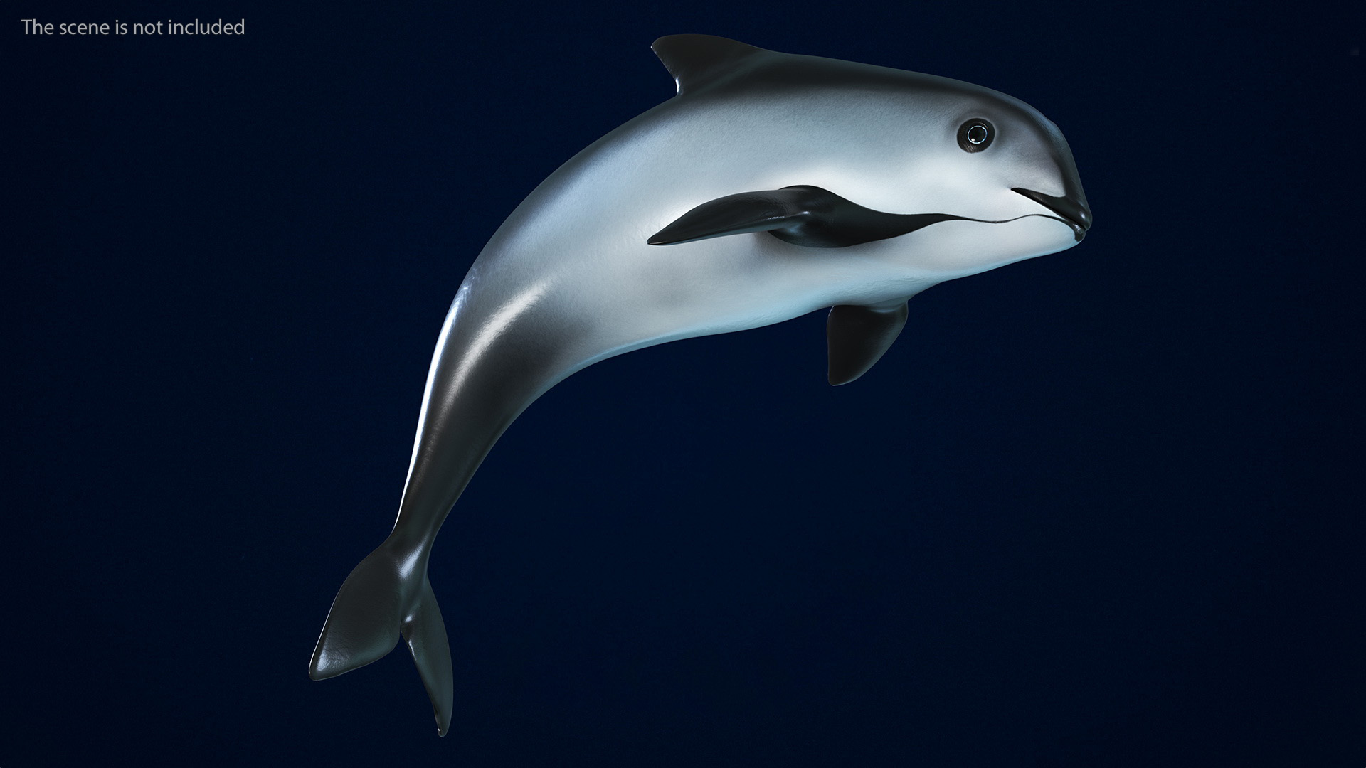 Smallest Cetacean Vaquita Rigged 3D