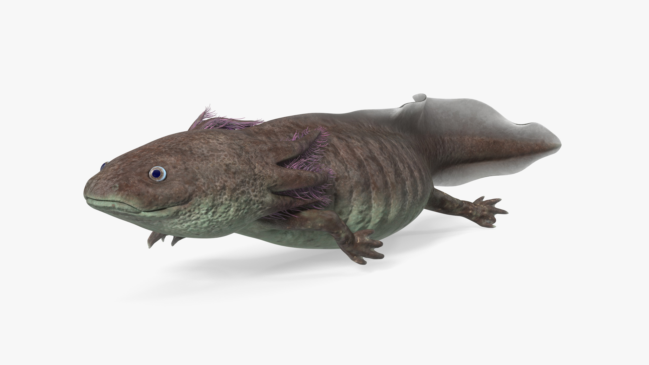 Mexican Brown Axolotl Rigged for Maya 3D