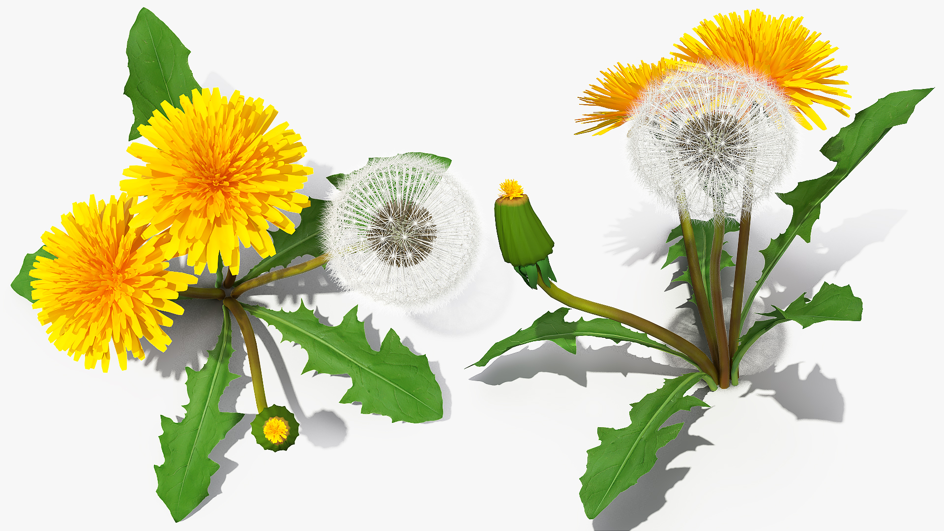 3D Dandelion Plant Taraxacum Officinale