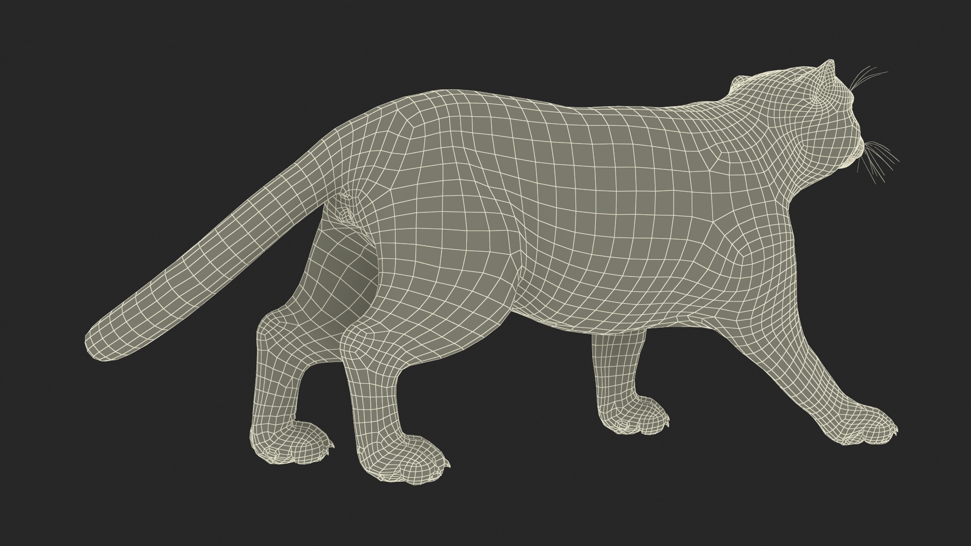 Manul Cat is Walking Fur 3D model