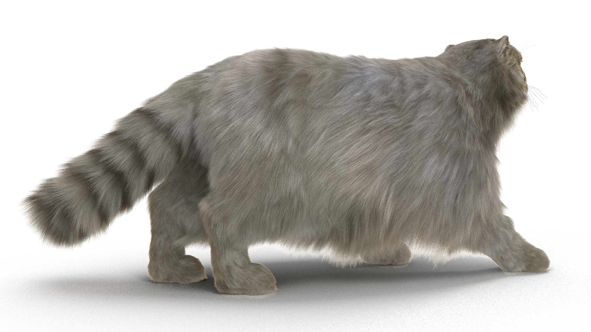 Manul Cat is Walking Fur 3D model