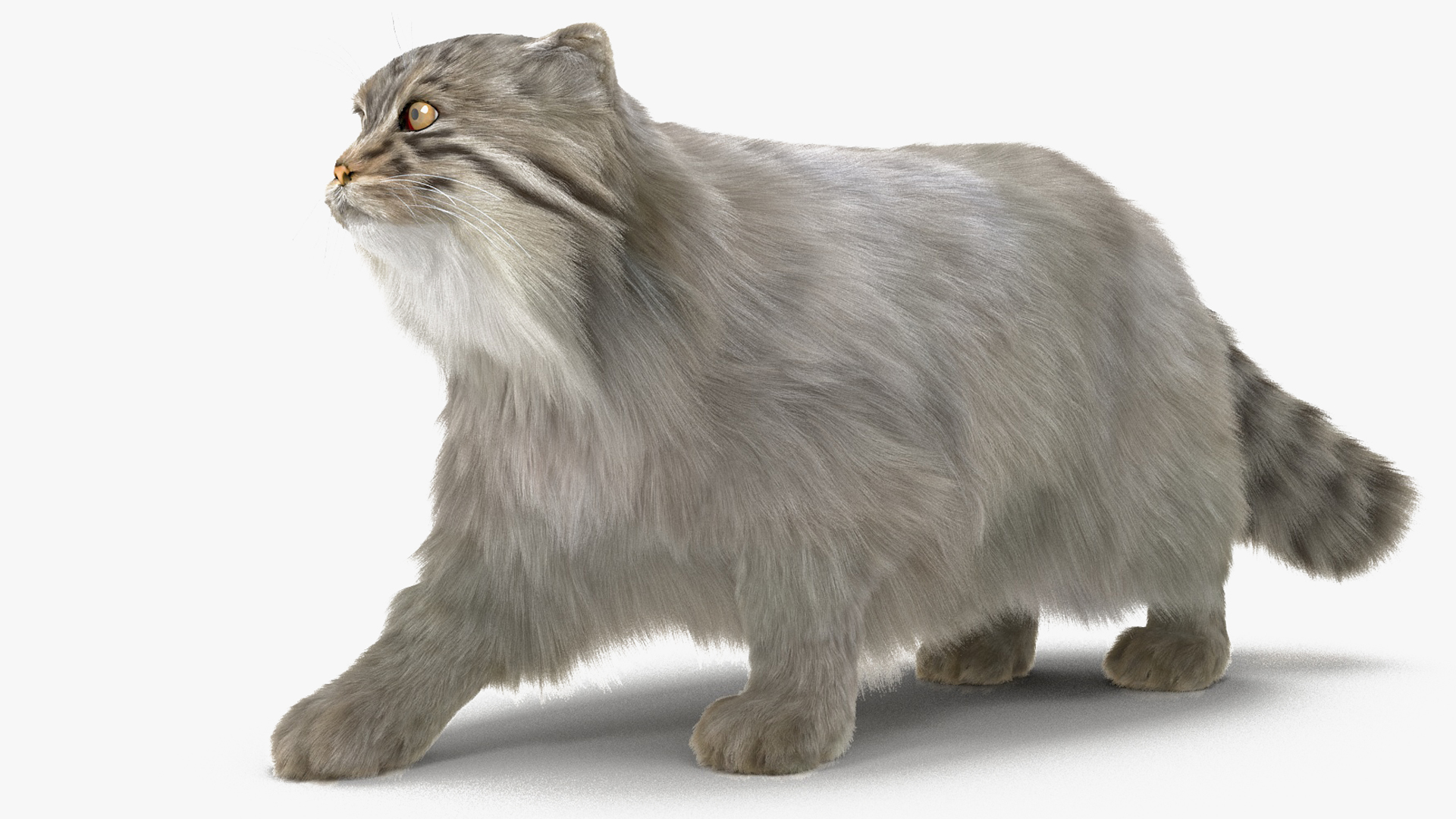 Manul Cat is Walking Fur 3D model